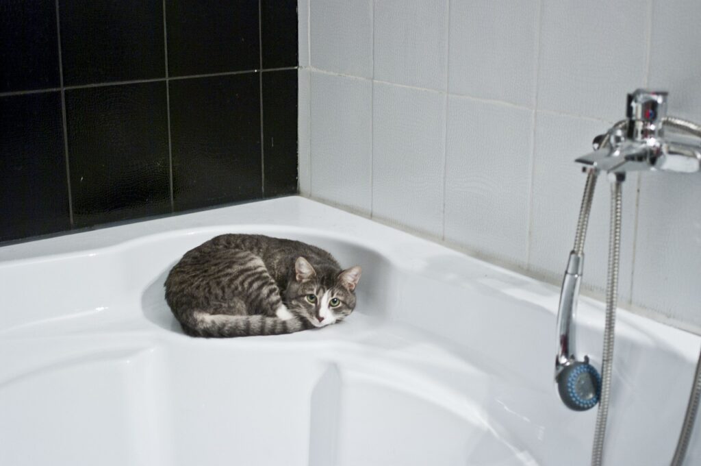 Dar banho em gatos no ´PetShop ou em Casa?