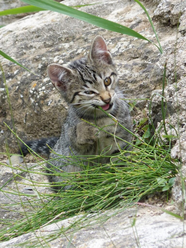 Como a CatNip Funciona?