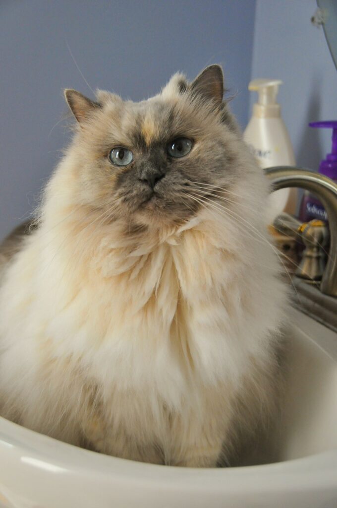 Com que frequência dar banho em gatos?