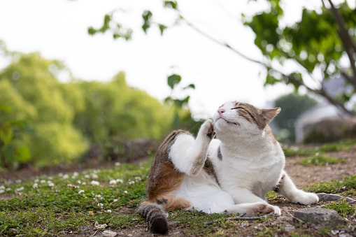 Qual o melhor Anti Pulgas para gatos em 2020?