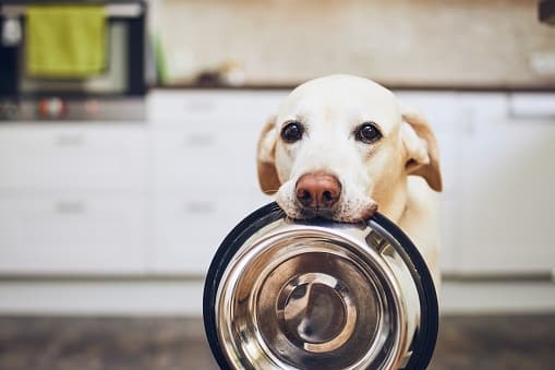 Qual a melhor ração para cachorros em 2020