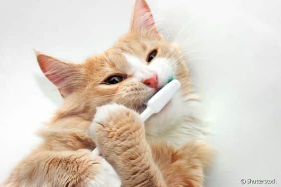 Escovação dos Dentes dos Gatos1