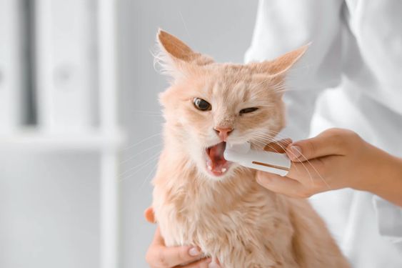 Escovação dos Dentes dos Gatos2
